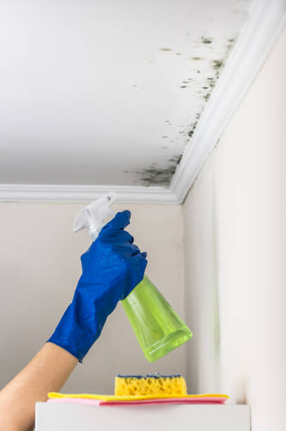 Best Commercial Mold Remediation in Monroeville, IN